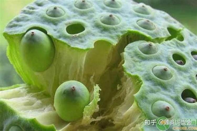 小麦撒尿素的最佳时间