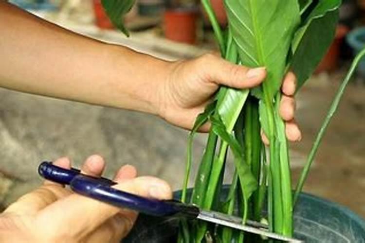 云峰腐植酸二铵生产厂家在哪里
