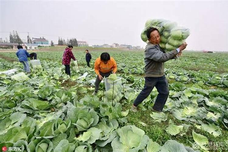 氮肥为主的有机肥是什么肥料