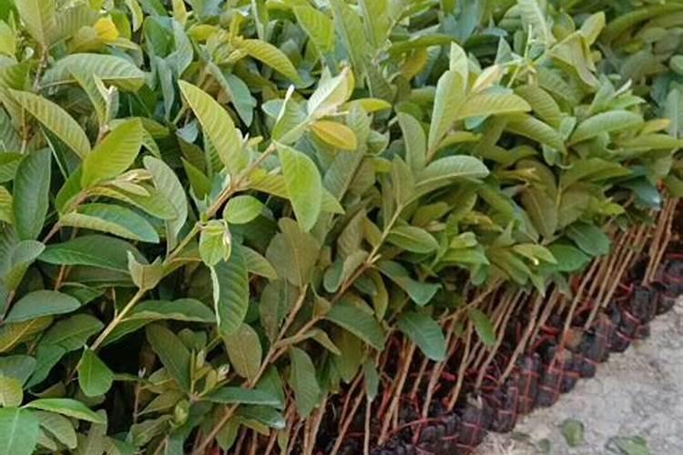 百香果出现百皮果要用哪类药进行防治？