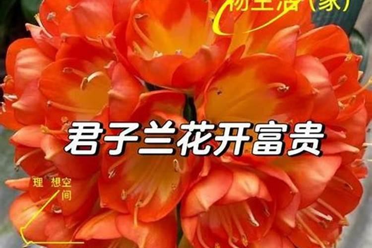 君子兰施肥方法(君子兰的施肥方法和注意事项)