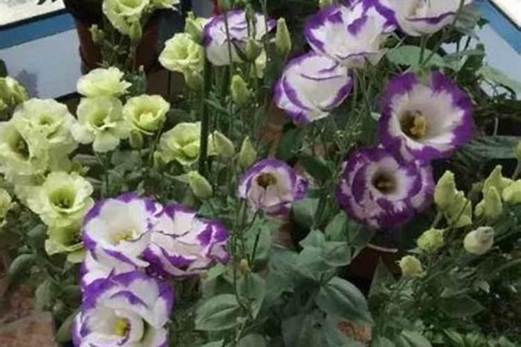 高产香蕉需要掌握的科学施肥技术有哪些