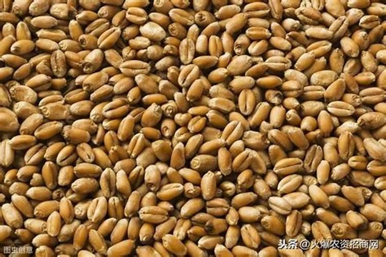 立秋后栽油麦苗后喷什么缓苗快速生长