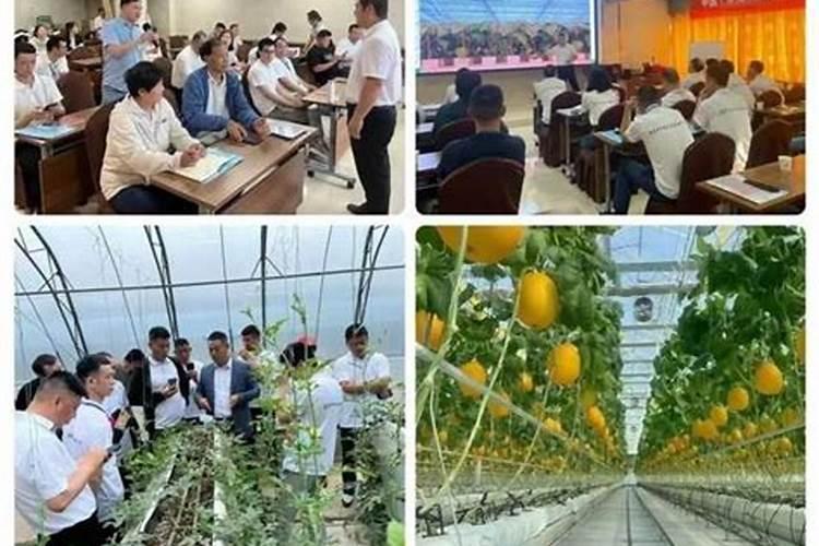 法师叶插繁殖方法是什么