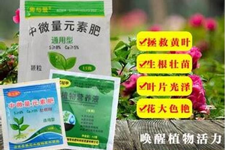 核桃坏了怎么当花肥 核桃坏了如何给花当肥料