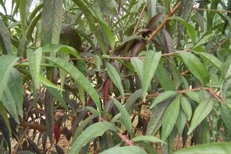 绿霸王黄叶掉落怎么办 叶子发黄补救解决方法