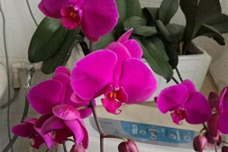 辣椒什么时候浇水最合适