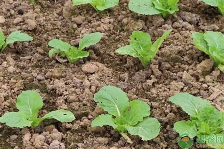 白菜多长时间施一次肥？