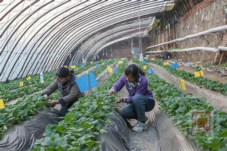 冬季降温,大棚草莓该如何施肥？