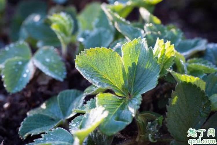 在种植过程中草莓要补钙吗 草莓缺钙怎么办用什么补钙最好