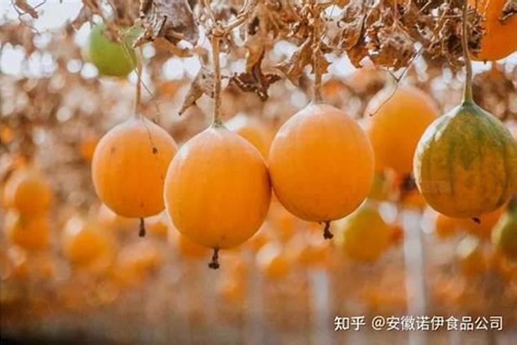 芸苔素用多了对植物有影响吗