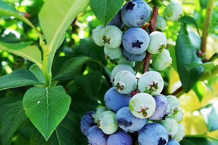 蓝莓是忌氯植物可以使用亲土一号水溶肥料吗？