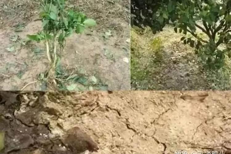 菜地土太硬怎么办