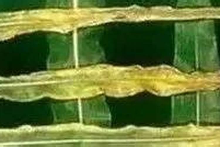 请问这是什么植物？