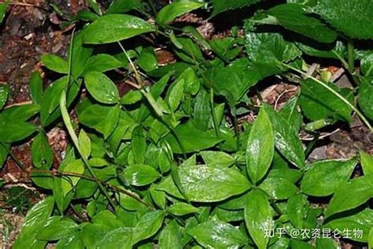 荔枝幼苗用什么肥料好