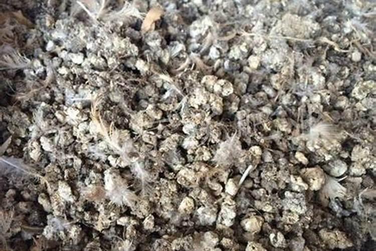 脐橙有哪些专用肥 如何进行施肥