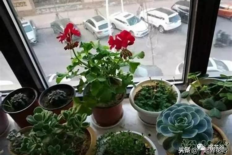 哪种钾肥最好(市面上常见都最好的钾肥是什么钾肥)