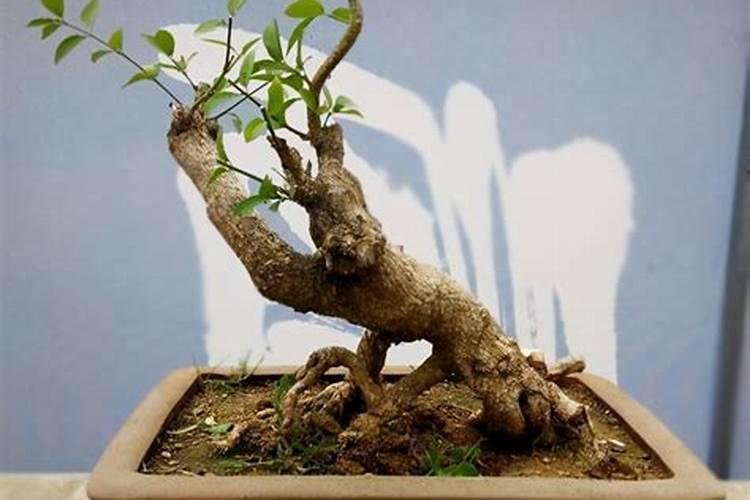 米兰花的叶子干了怎么办