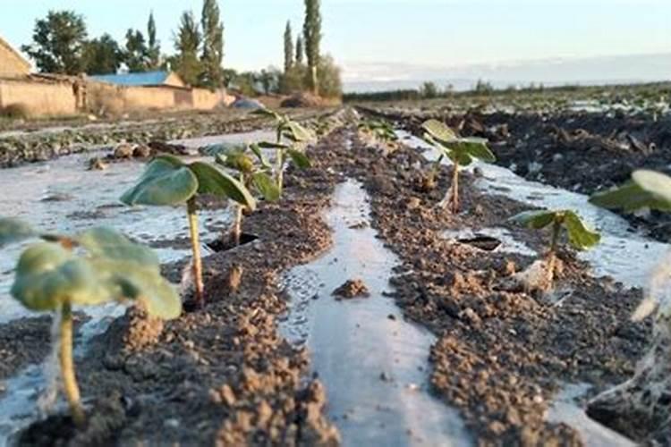 水杯里有红褐小颗粒像虫卵