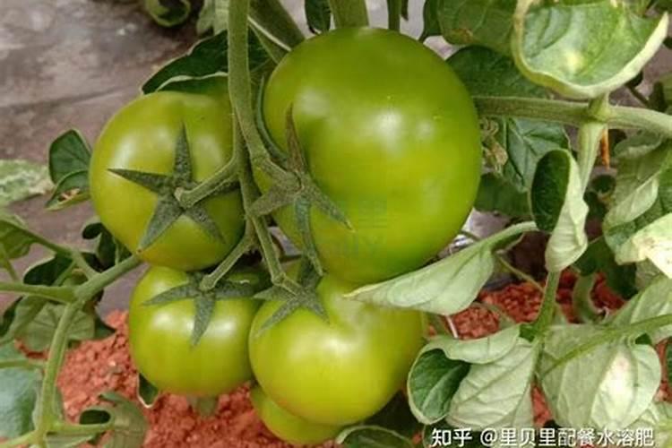 番茄怎么了要用什么药