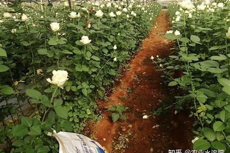 月季花冬季怎么施肥 可以施速效肥吗