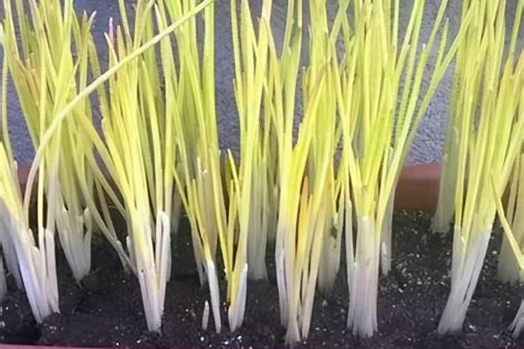 磷酸二氢钾兑水后能保留多久有效呢