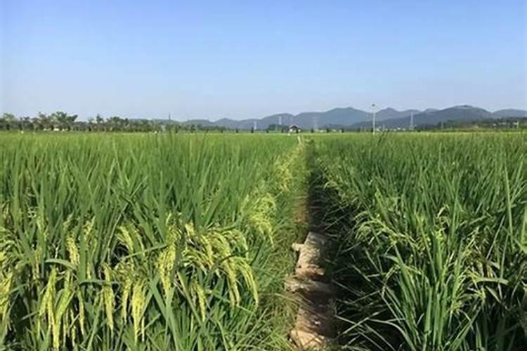 小麦现在施磷肥与尿素,可不可以？