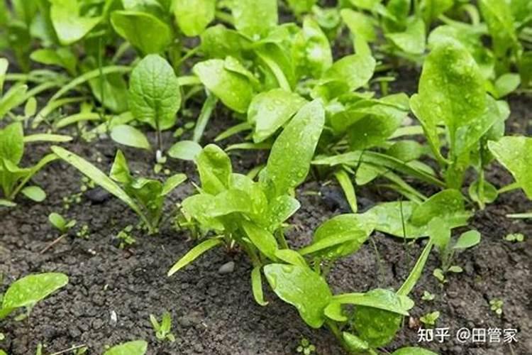 菜苗移栽几天后可施肥