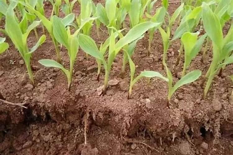 种西瓜怎么放底肥视频