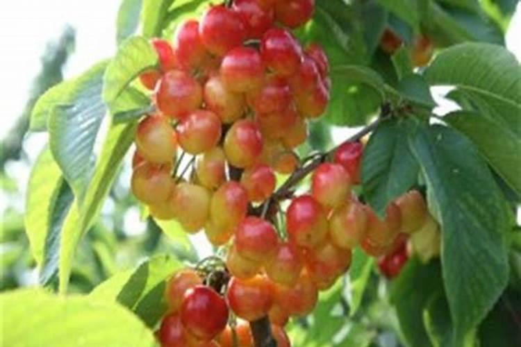 杨树追肥用什么肥料好