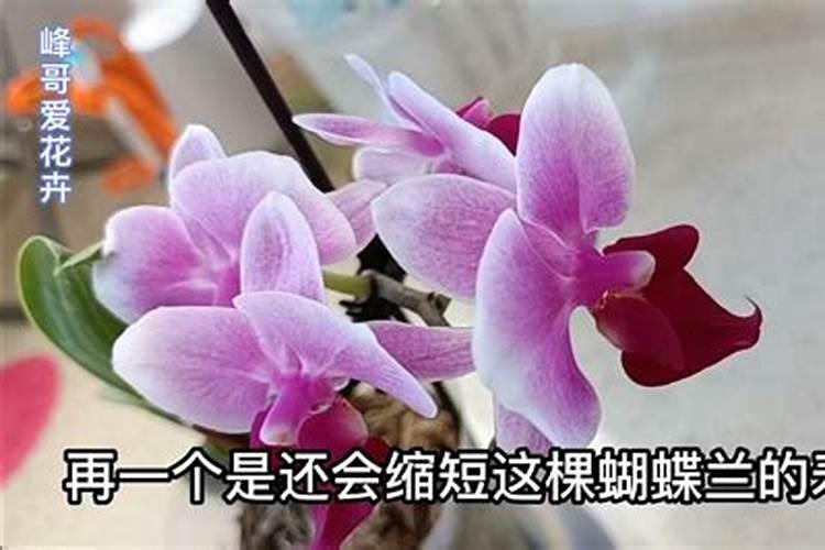 蝴蝶兰施肥用什么肥料好