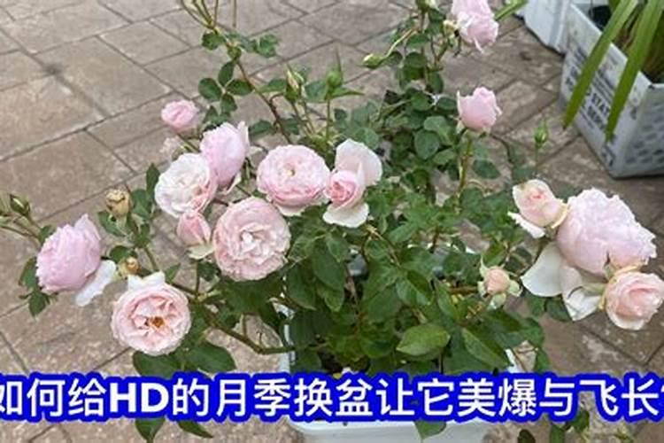 促进开花的肥料促开花需什么肥