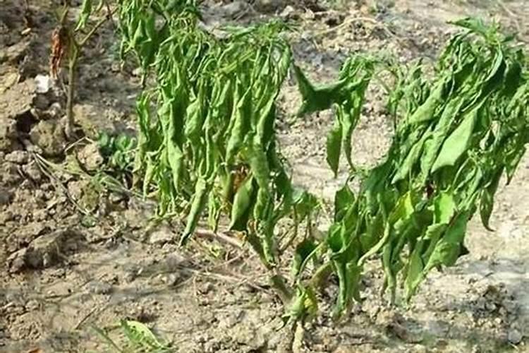 对小麦浇封冻水存在哪些好的方面和不好的方面