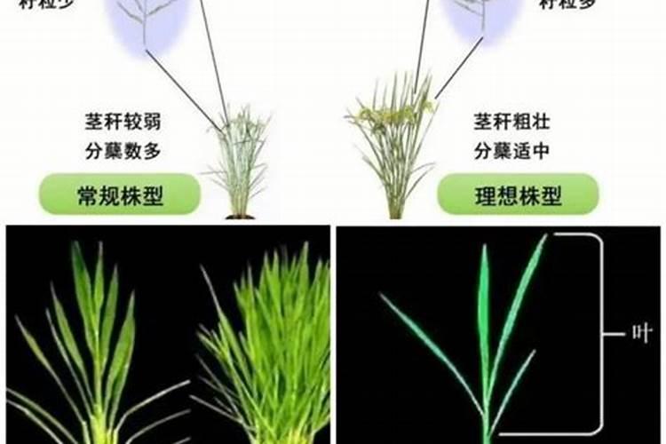 茉莉花秋天可以施肥修剪吗