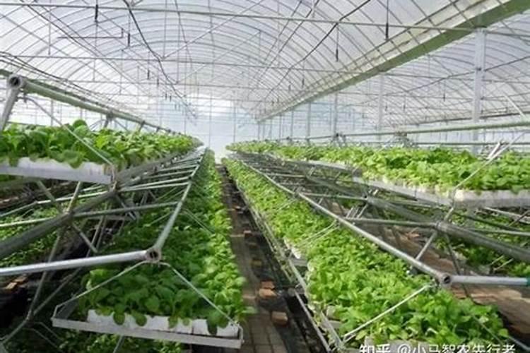 蔬菜水溶肥怎么用？需要注意哪些问题？