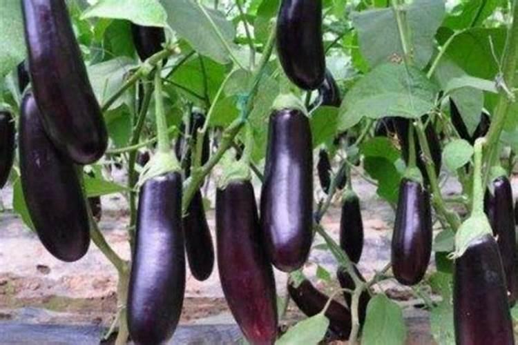 复合肥直接撒在果树下有效么