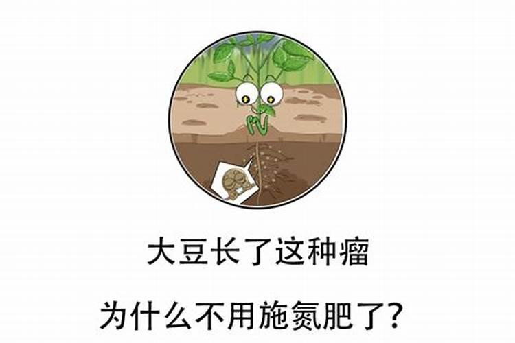 种大豆、花生等豆科植物,不需要多施氮肥,原因是( )A.土壤中氮肥较多B...