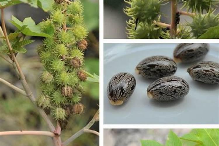 请教养兰高手用做君子兰肥料的(麻子)是蓖麻子吗