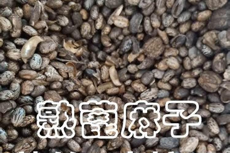 ﻿蓖麻子的功效与作用蓖麻子的药用价值