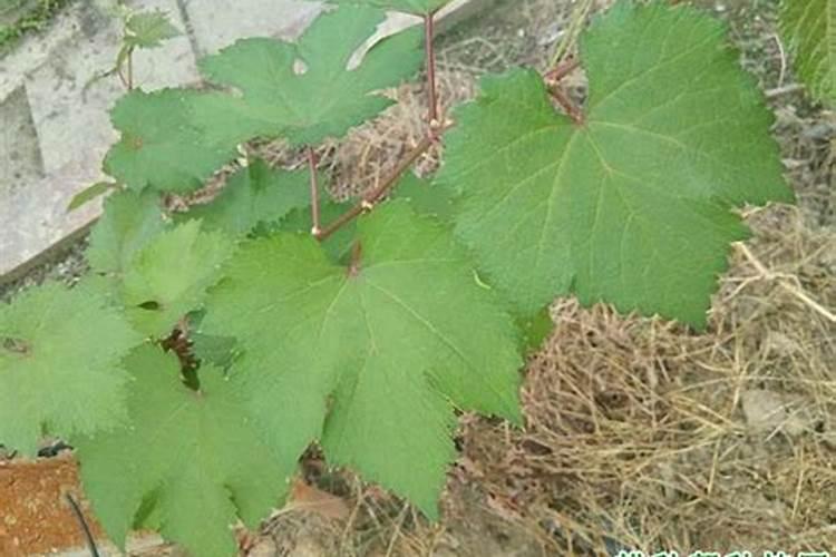 复合肥打开一年后还有效吗