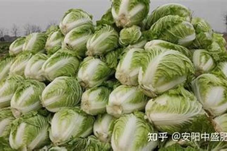 兰花怎么施肥施什么肥