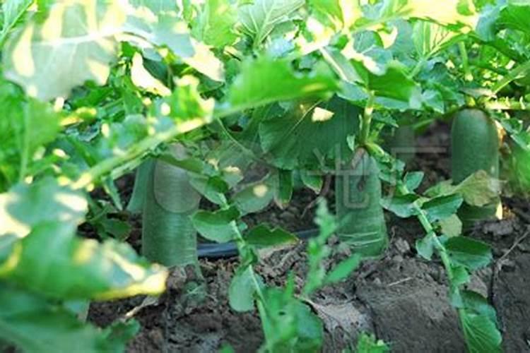 青菜施肥用复合还是尿素