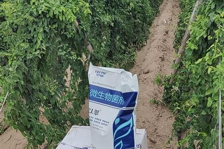 潍坊沃星肥业有限公司绿肽尔怎么样