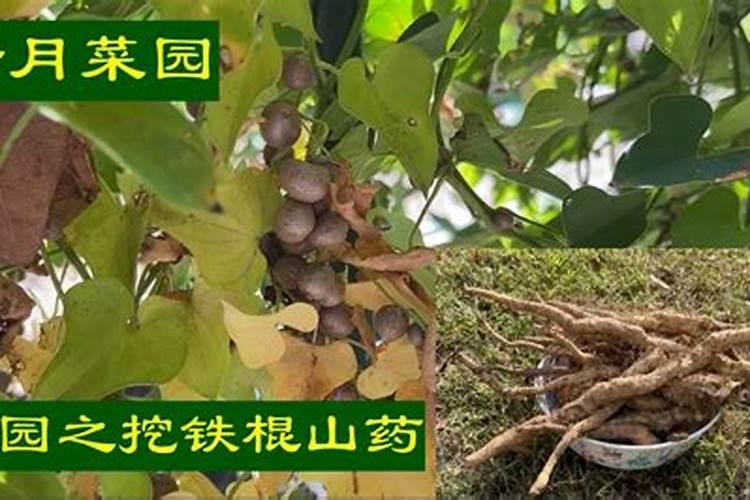 八角最佳添加量是%几