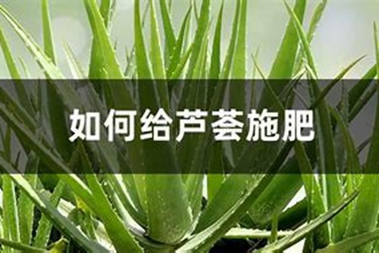 芹菜生长到什么时期喷施钾肥效果最好芹菜生长到什么时期啧施钾肥...