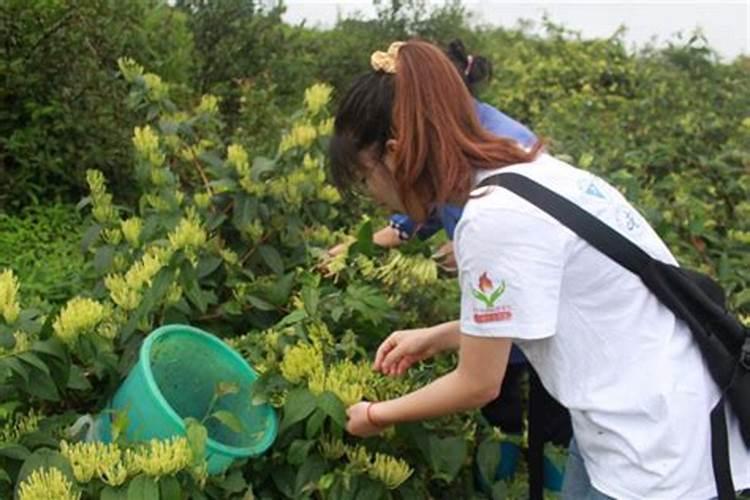 金银花追肥用什么肥料好,金银花施什么肥