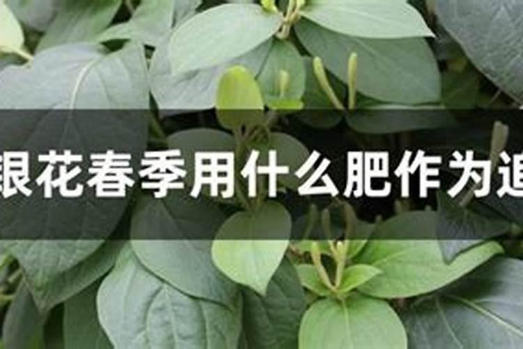 金银花施什么肥最好