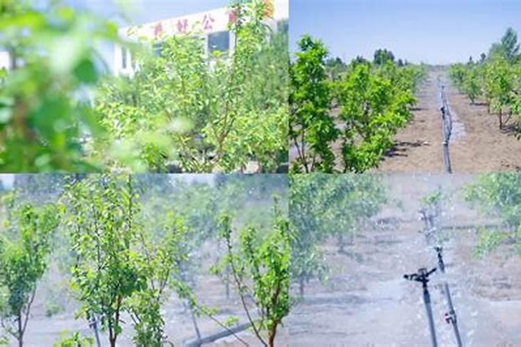 急求!!巧棵力颗粒水溶肥在果树上的使用方法？