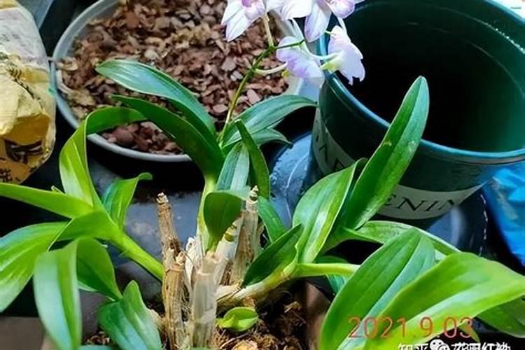 金枝玉叶叶子一碰就掉,枝条蔫软怎么办