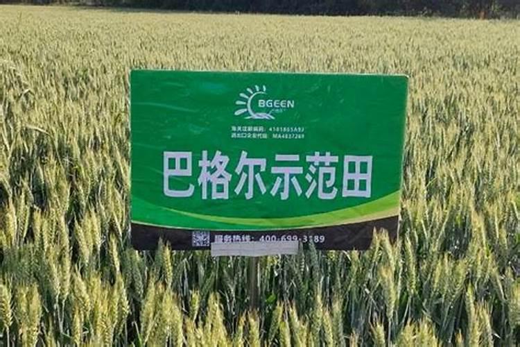 梨树不结果,5月这样管理!